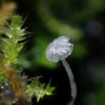 真實版的皮克敏  台灣農學堂森林菇菇探索趣